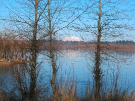 Mount Saint Helens through the trees at Vancouver Lake